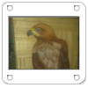 aquila