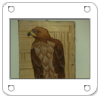aquila