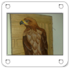 aquila
